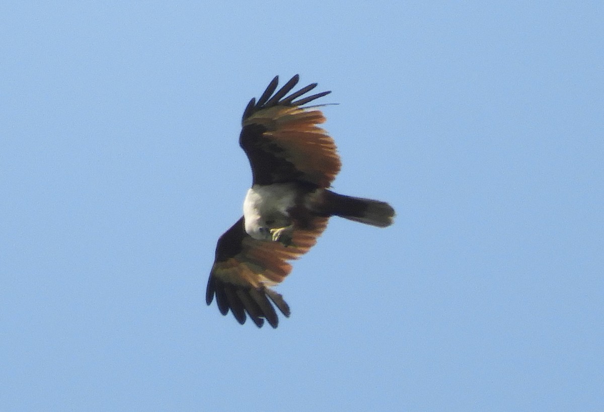 Brahminy Kite - ML617661996