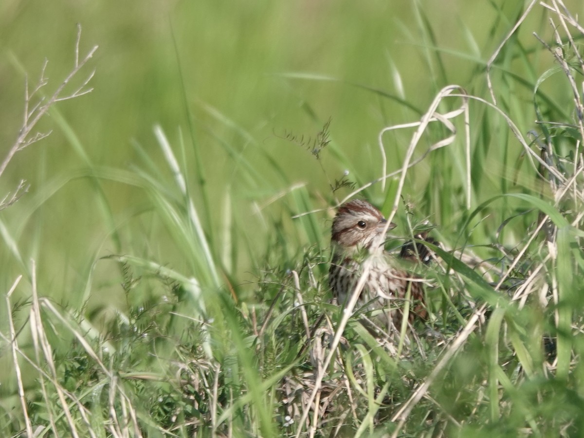 Song Sparrow - ML617661999