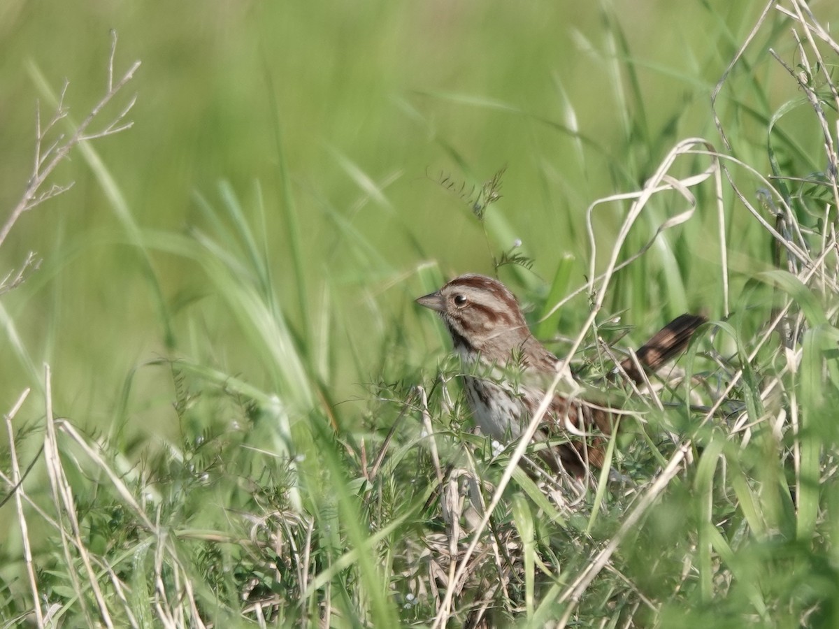 Song Sparrow - ML617662002