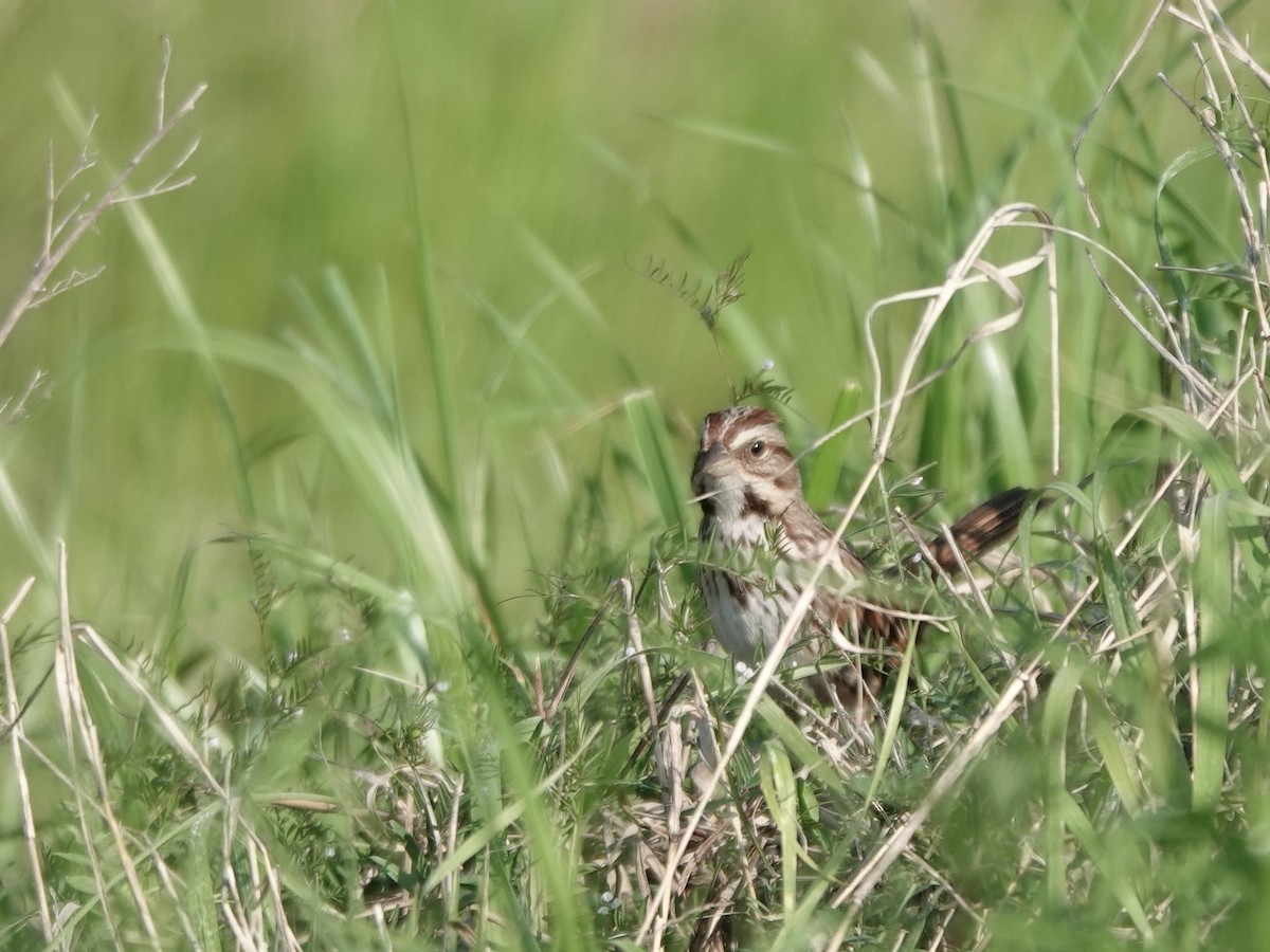 Song Sparrow - ML617662003