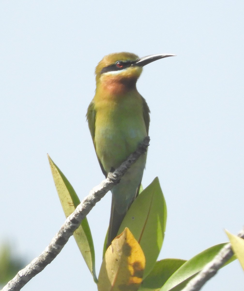 Blue-tailed Bee-eater - ML617662006