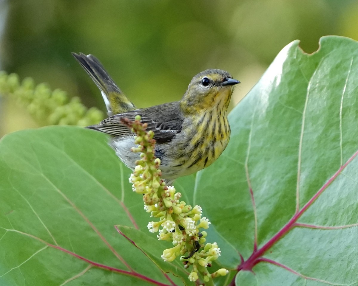 Cape May Warbler - ML617662009