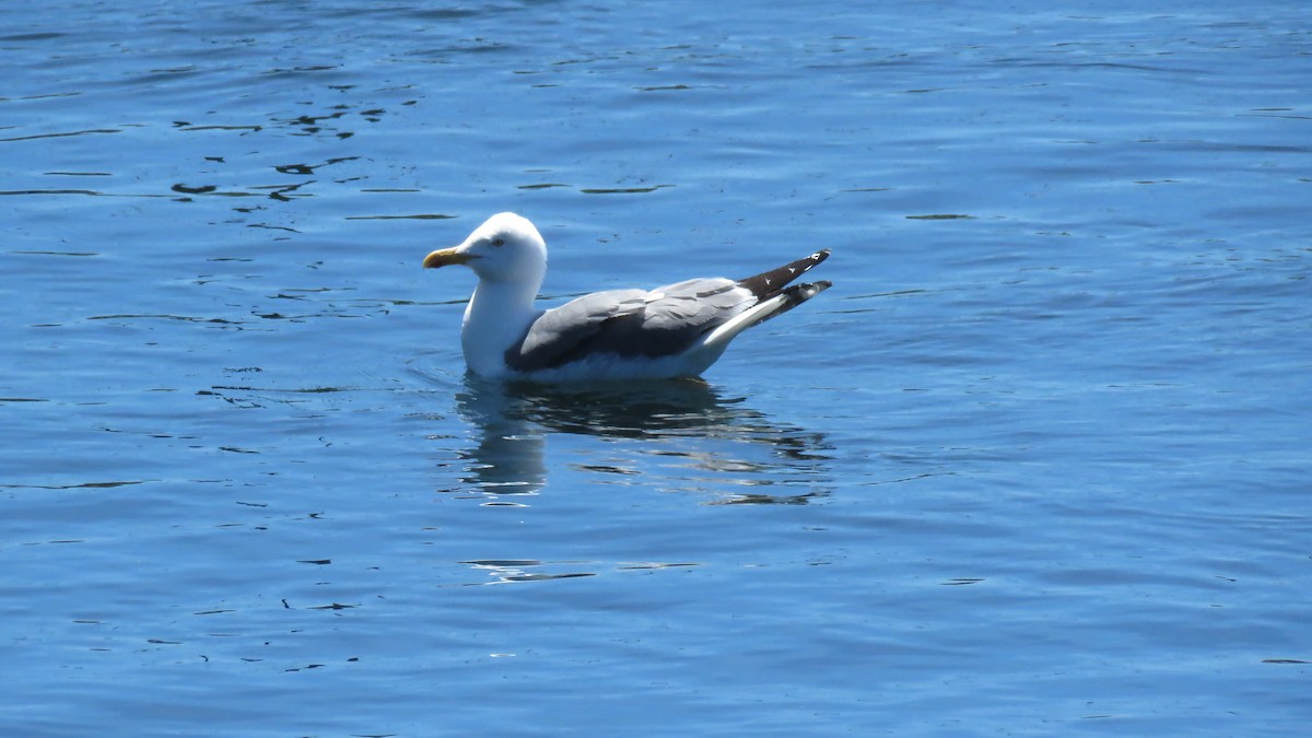 Yellow-legged Gull - J. Caria Rodrigues