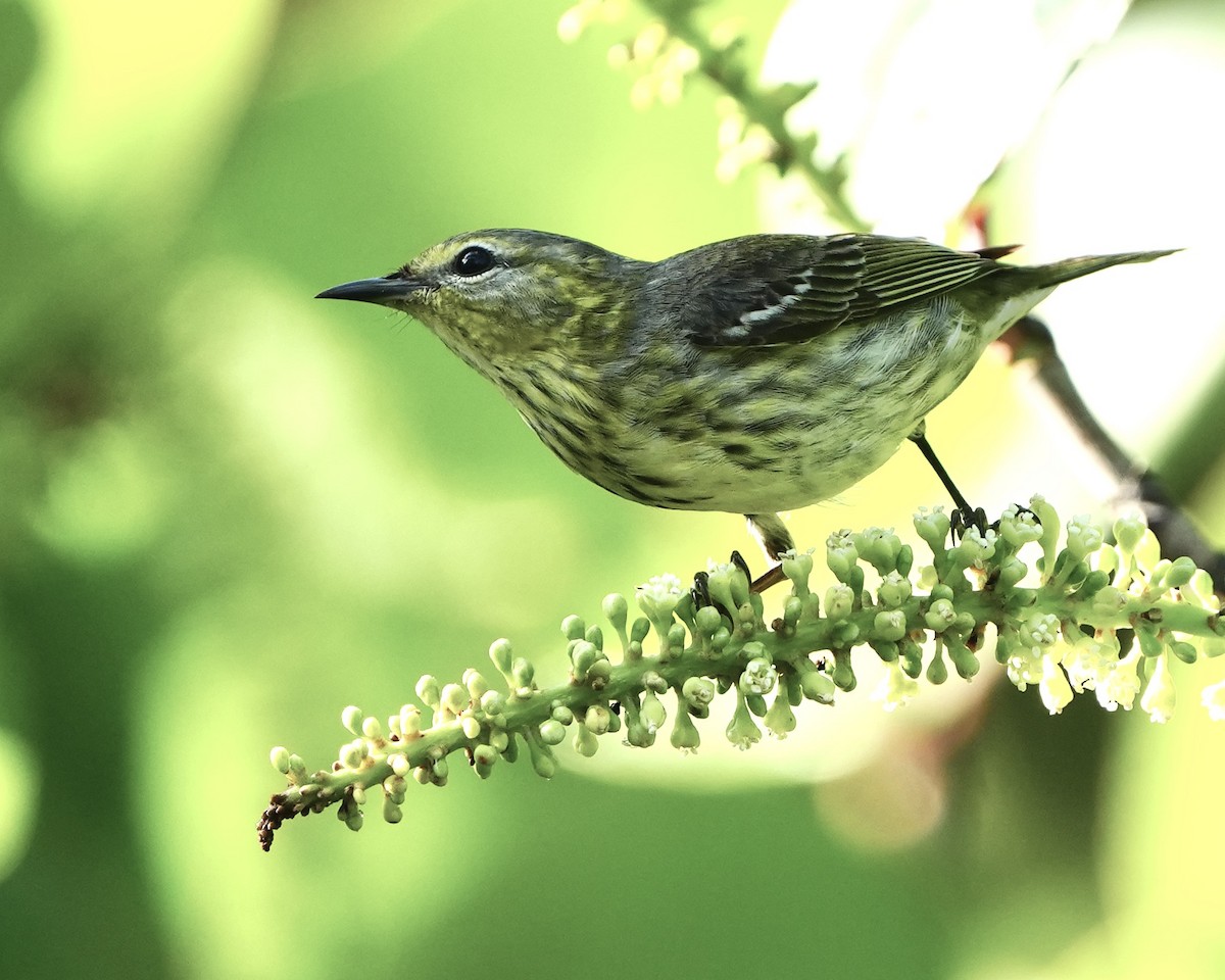 Cape May Warbler - ML617662011