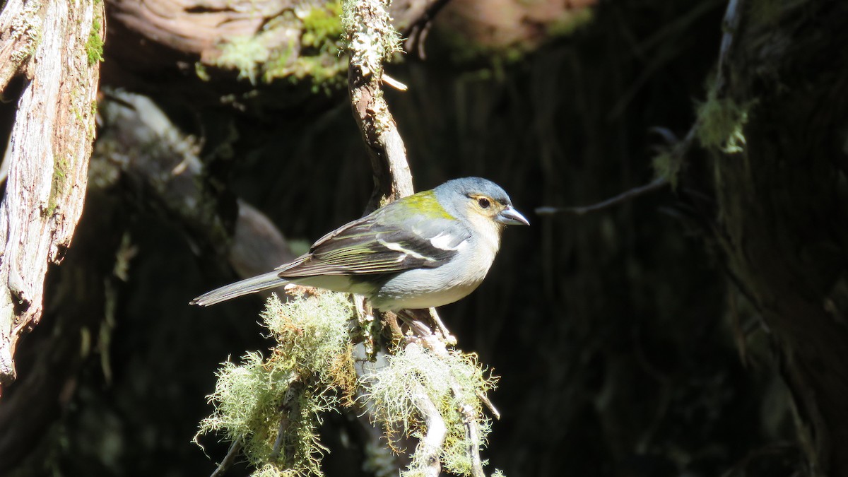 Madeira Chaffinch - ML617662029