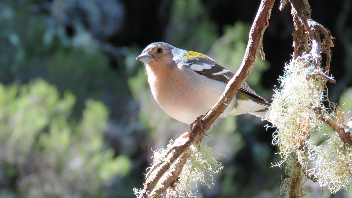 Madeira Chaffinch - J. Caria Rodrigues