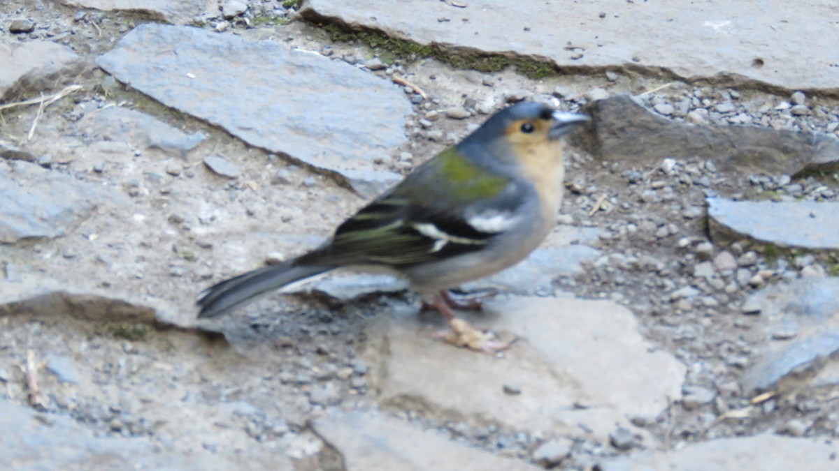 Madeira Chaffinch - J. Caria Rodrigues