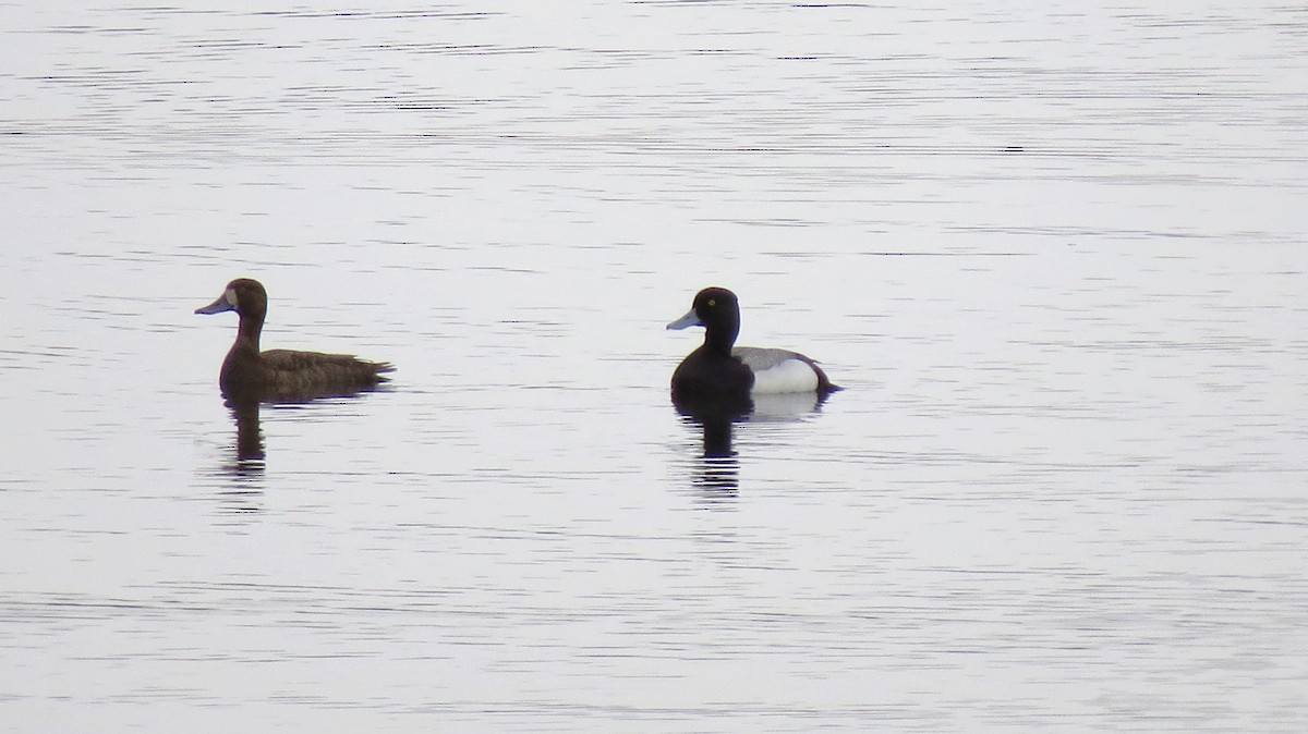 Lesser Scaup - Dee Hawksley