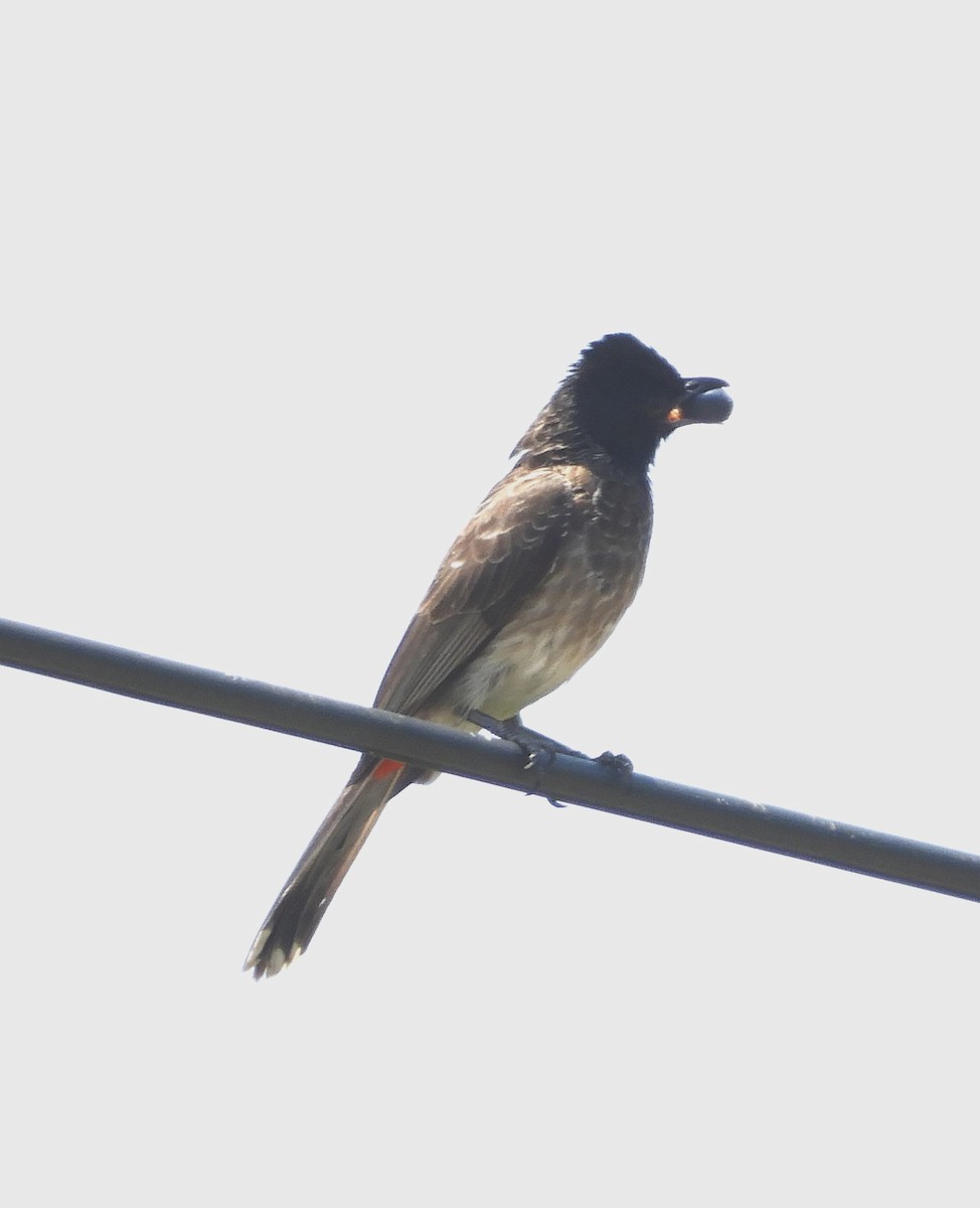 Red-vented Bulbul - ML617662057
