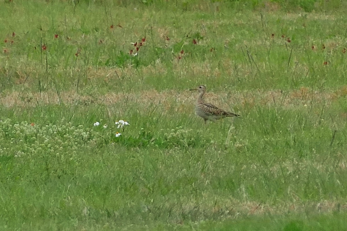 Upland Sandpiper - ML617662059