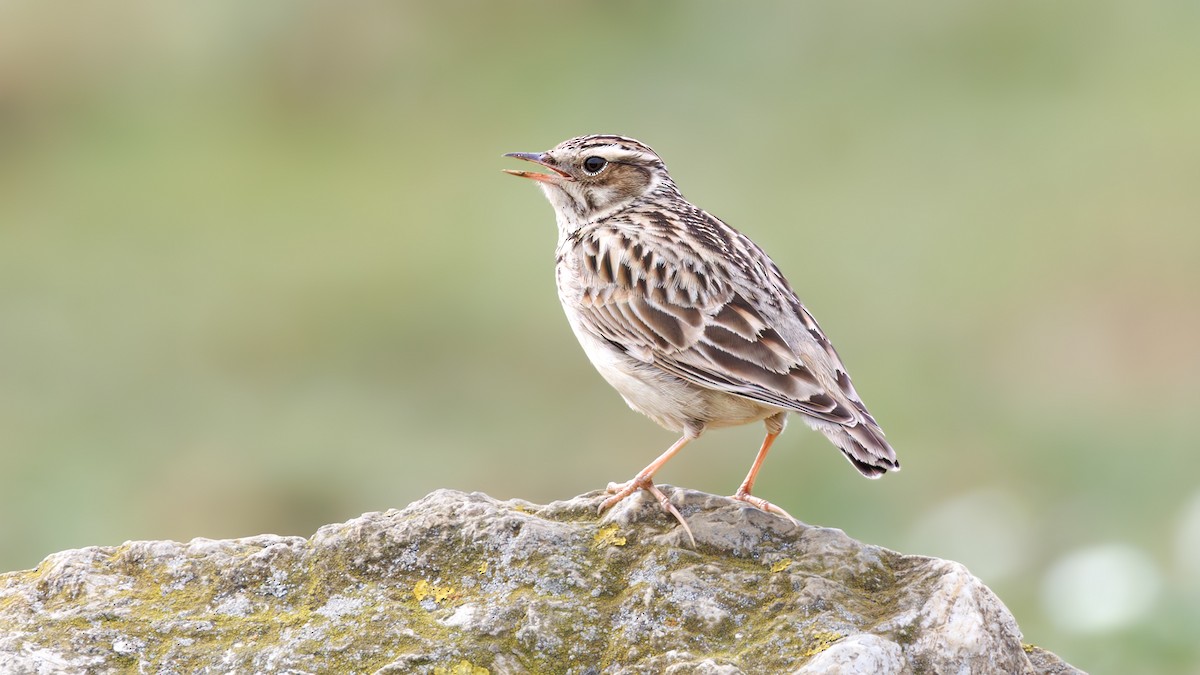 Wood Lark - ML617662069
