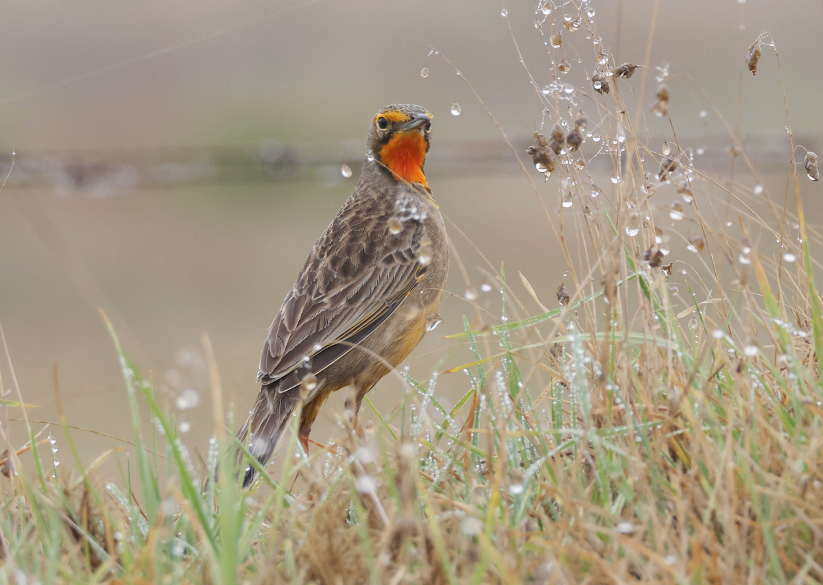 Orange-throated Longclaw - ML617662082