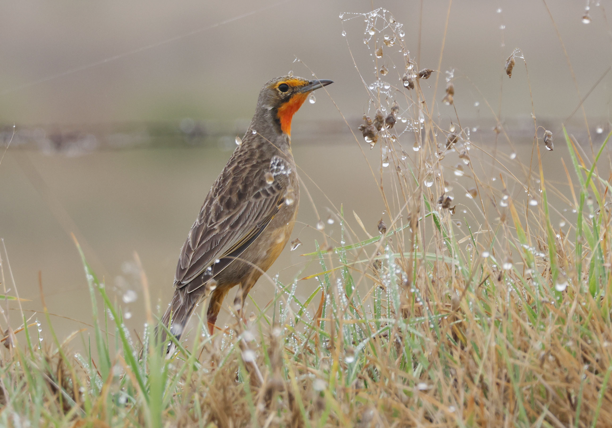 Orange-throated Longclaw - ML617662083