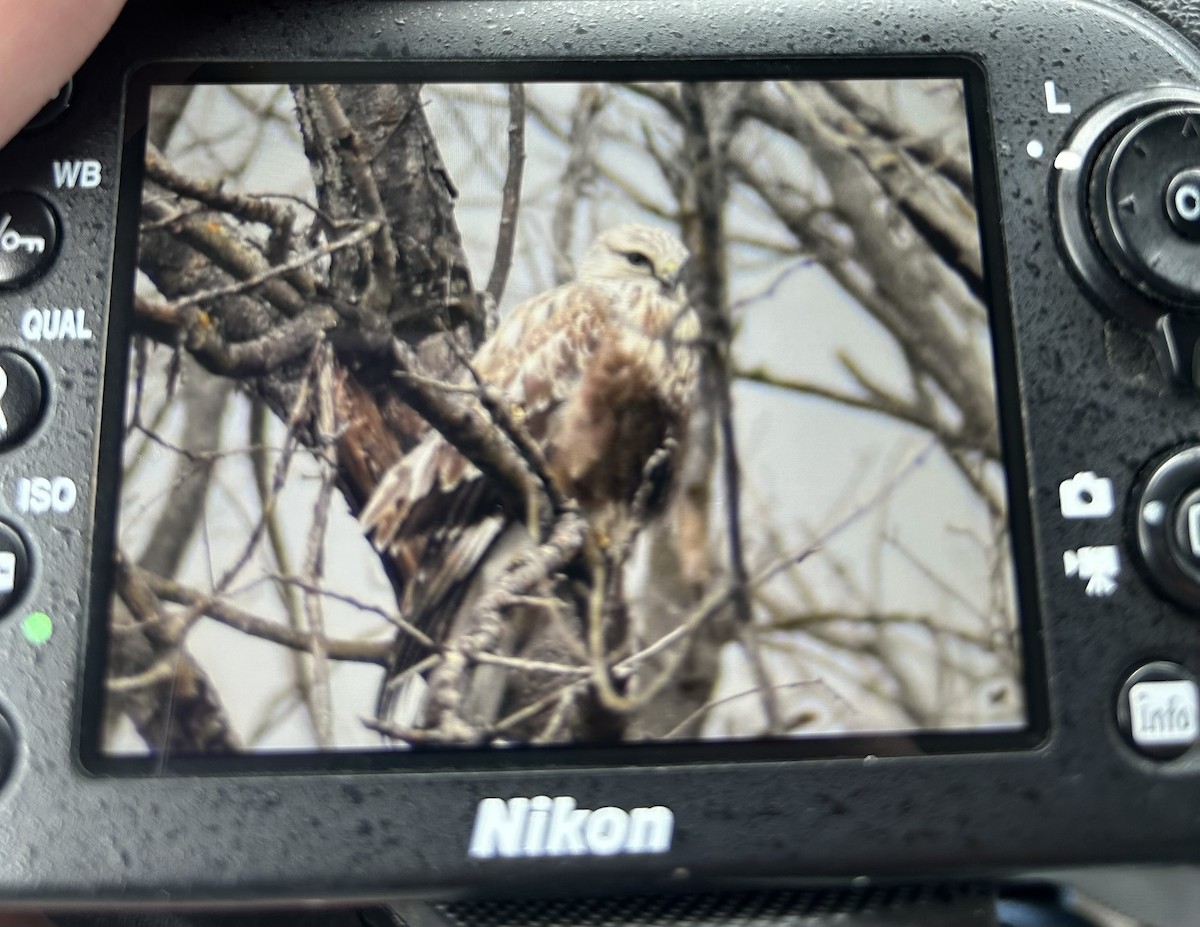 Rough-legged Hawk - ML617662107