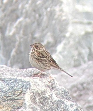 Vesper Sparrow - Dan Michler