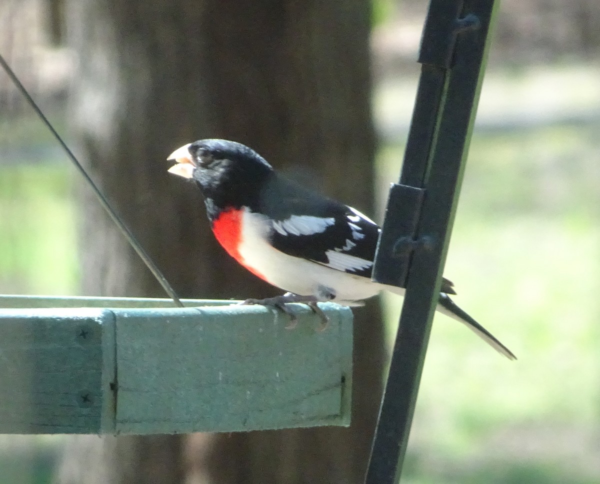 Rose-breasted Grosbeak - ML617662170