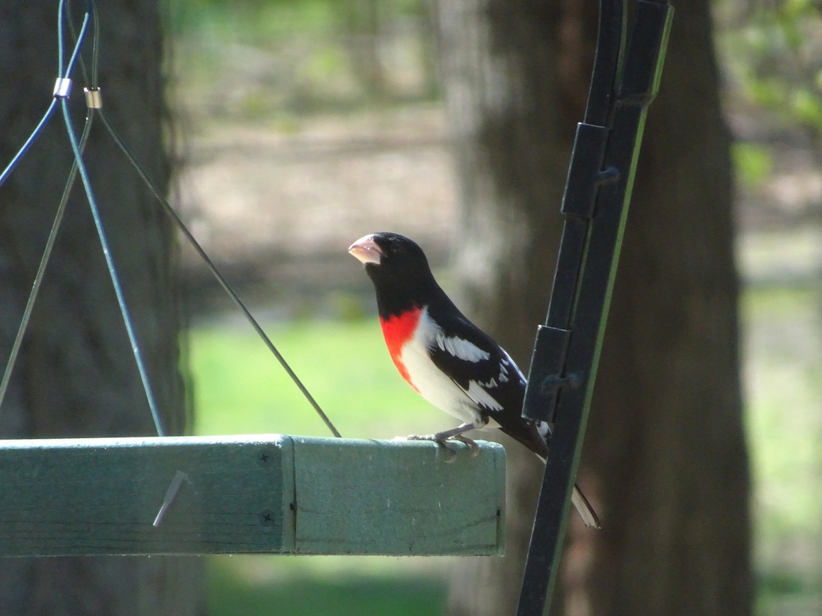 Rose-breasted Grosbeak - ML617662171