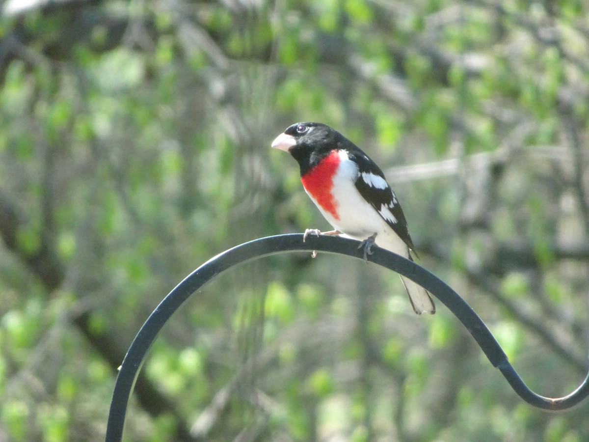 Rose-breasted Grosbeak - ML617662173