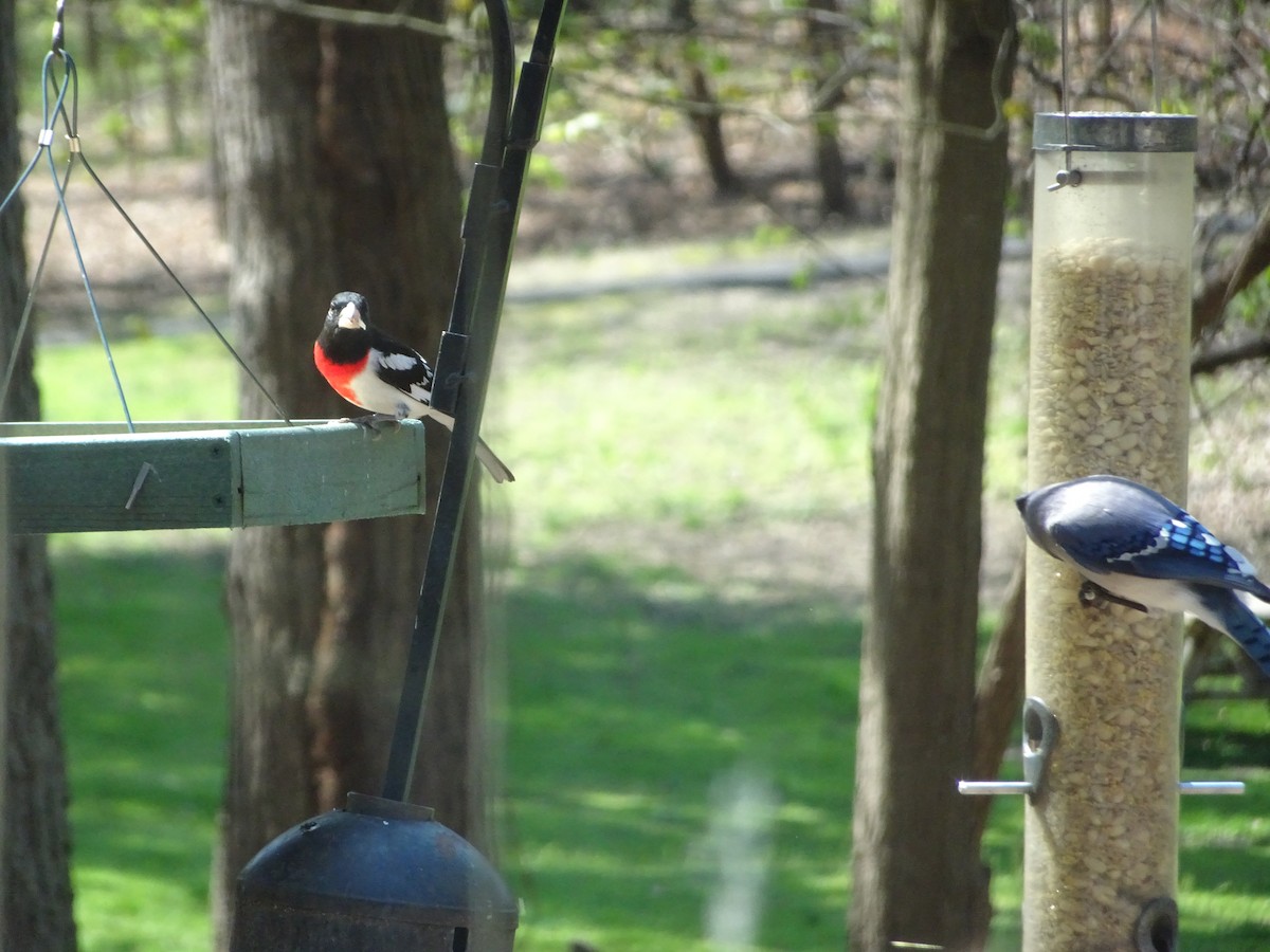 Rose-breasted Grosbeak - ML617662174