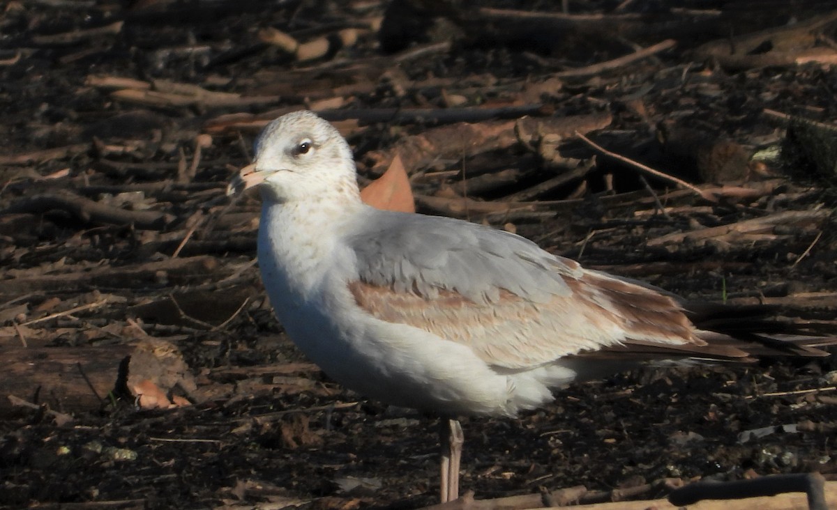 Ring-billed Gull - ML617662233