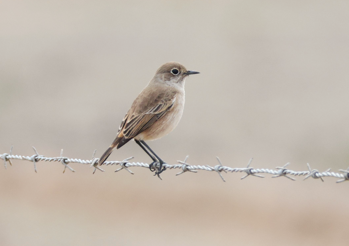 Sickle-winged Chat - ML617662276