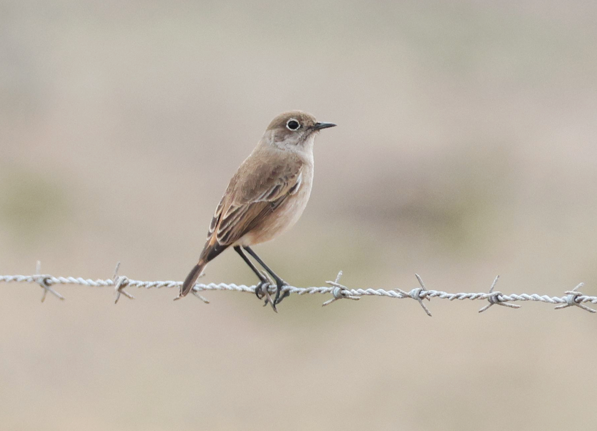 Sickle-winged Chat - ML617662277