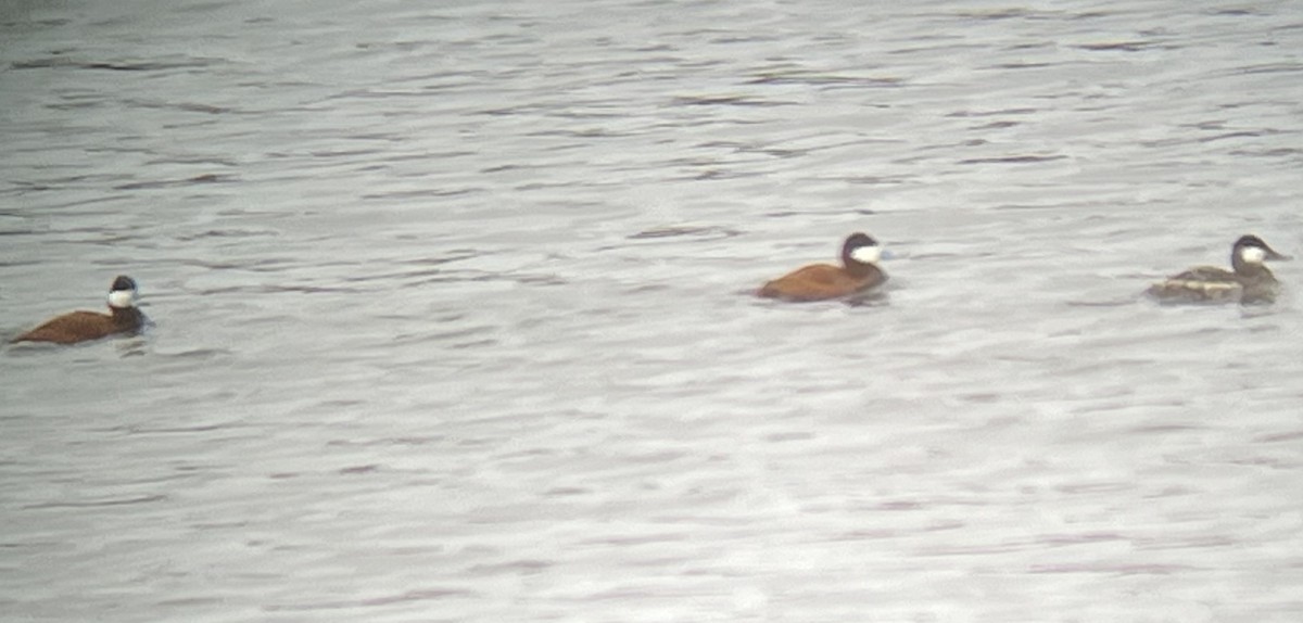 Ruddy Duck - Ted Hawksley