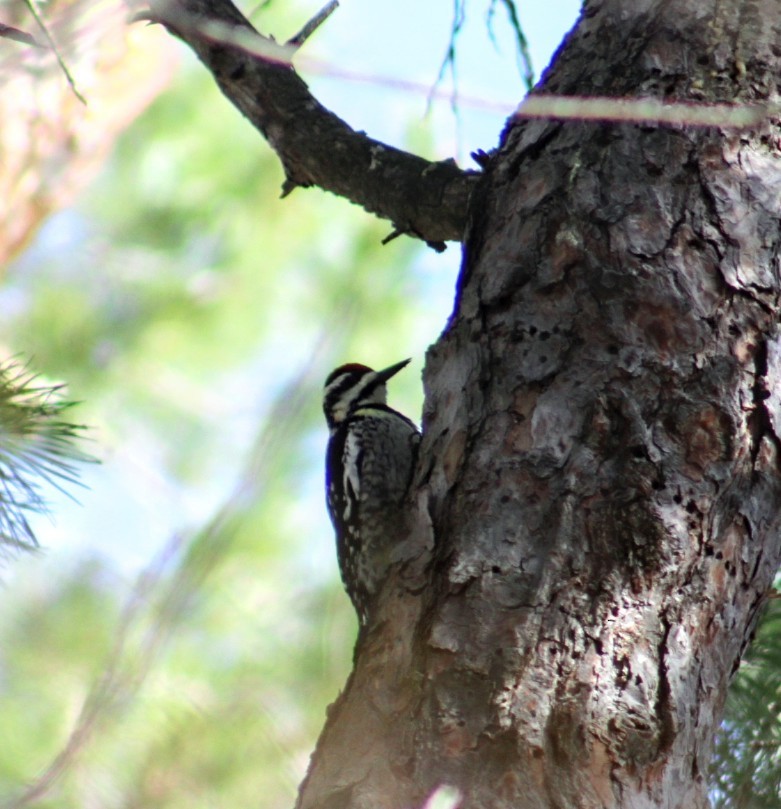 Yellow-bellied Sapsucker - ML617662357