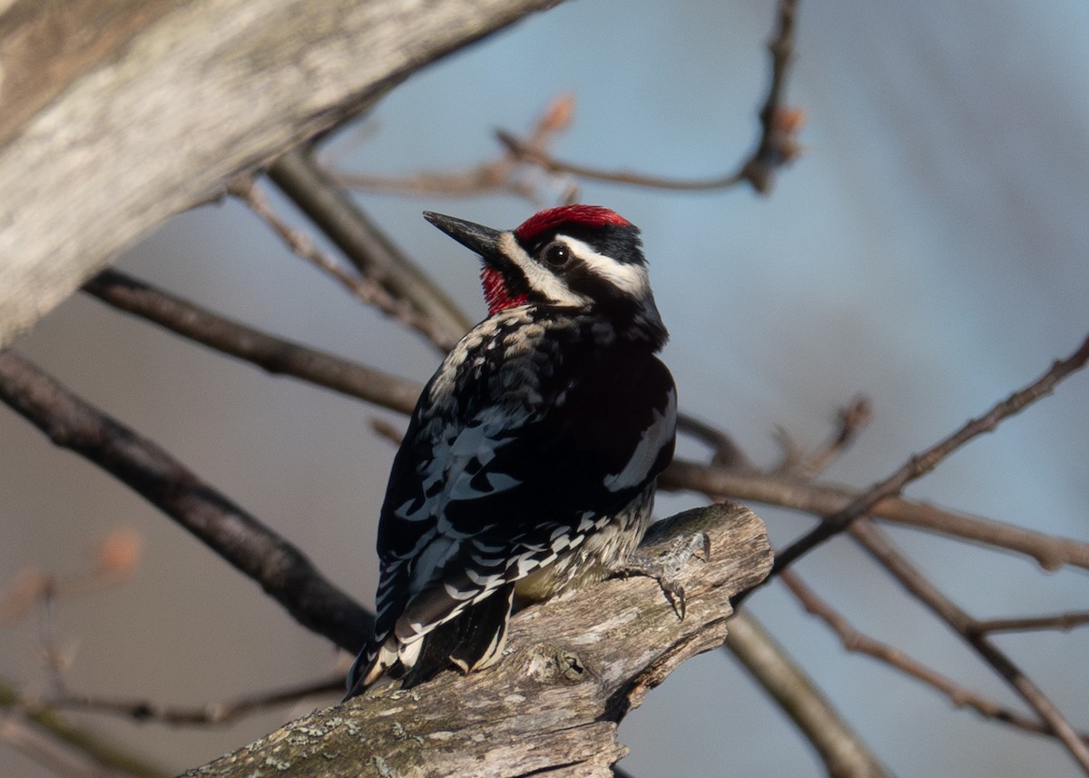 Yellow-bellied Sapsucker - ML617662358