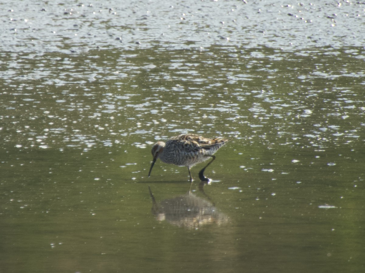 Stilt Sandpiper - ML617662379