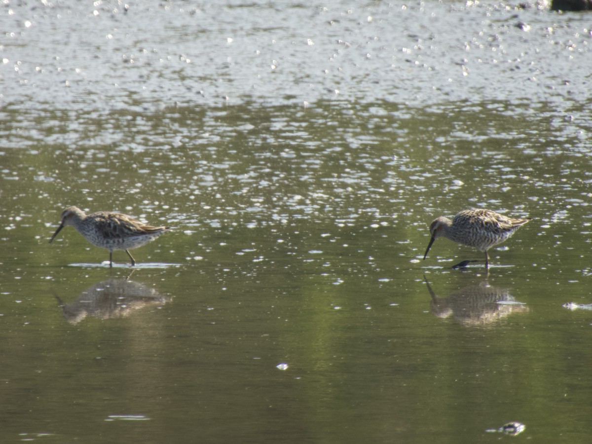 Stilt Sandpiper - ML617662380