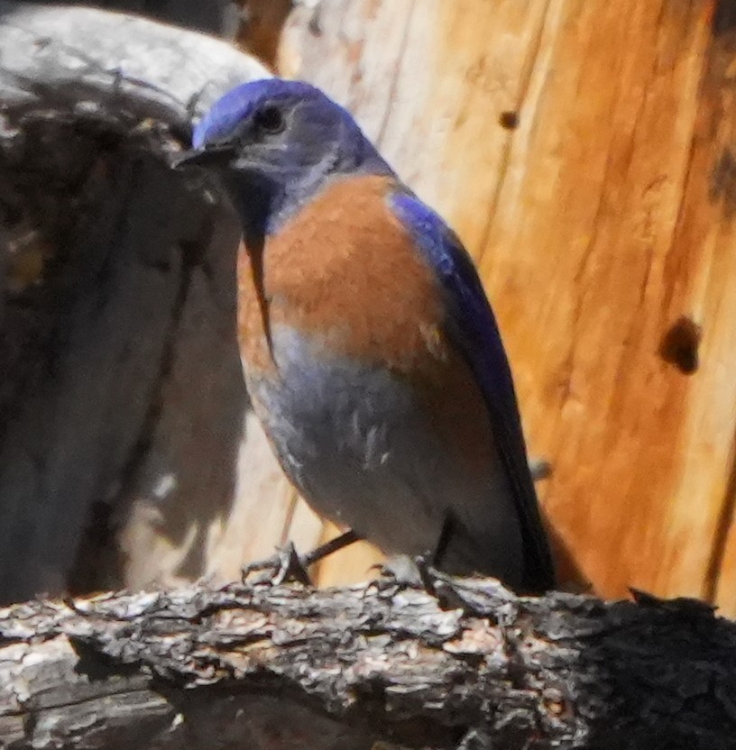 Western Bluebird - ML617662427