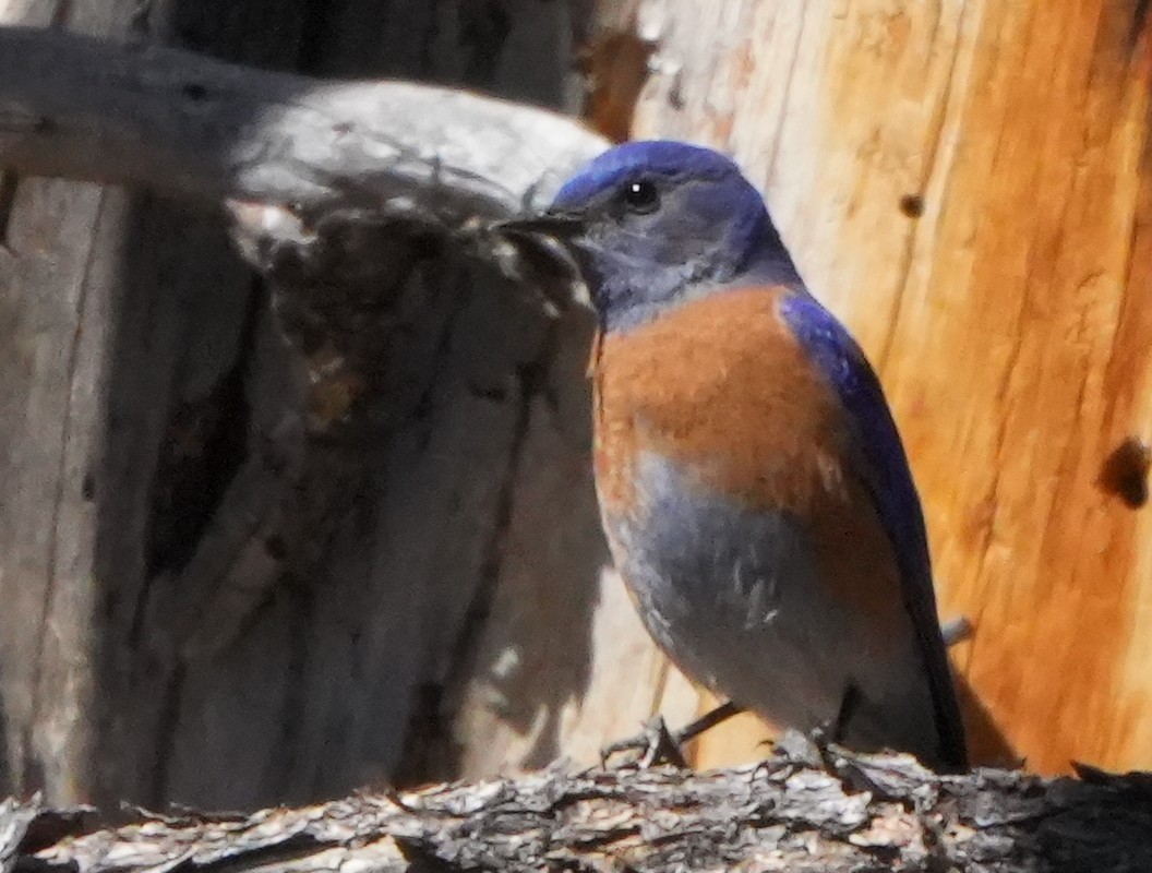 Western Bluebird - ML617662430