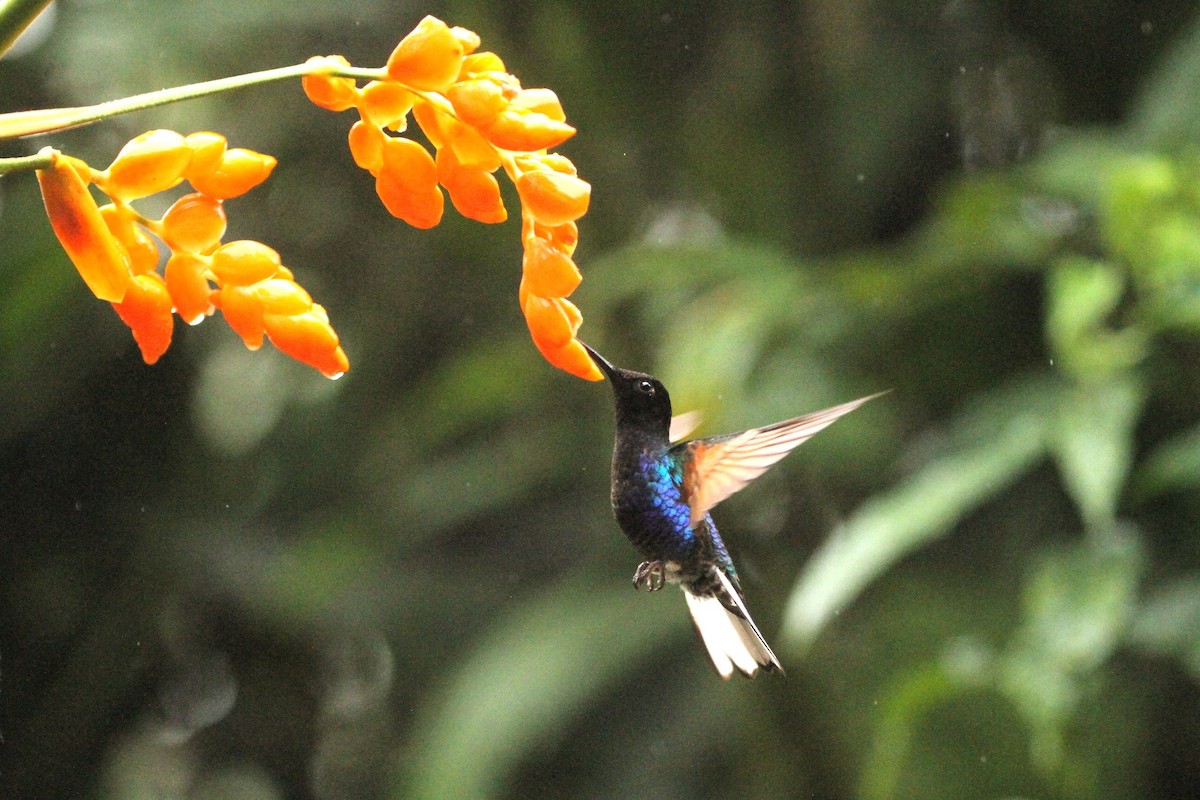 kolibřík hyacintový - ML617662443