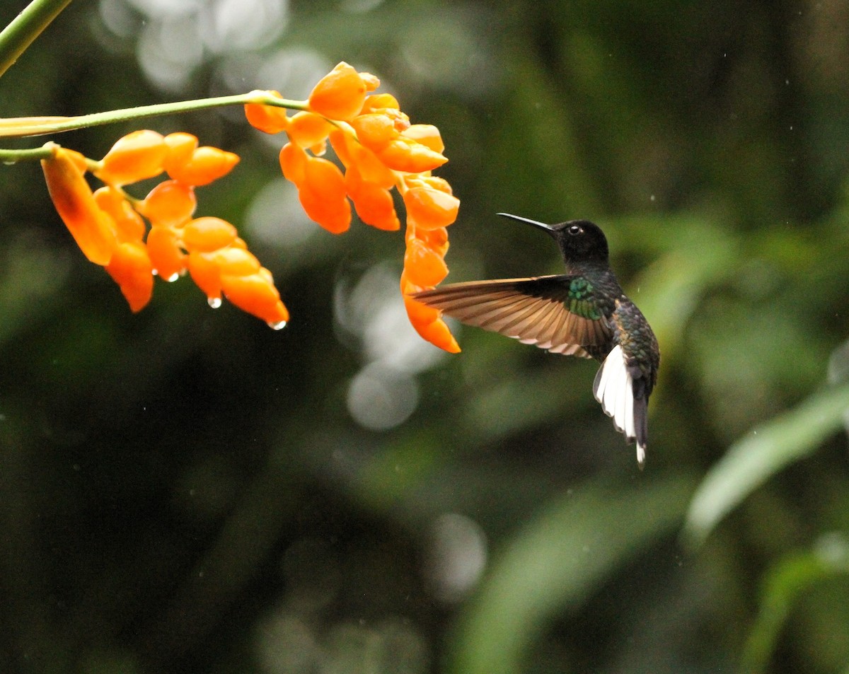 kolibřík hyacintový - ML617662456