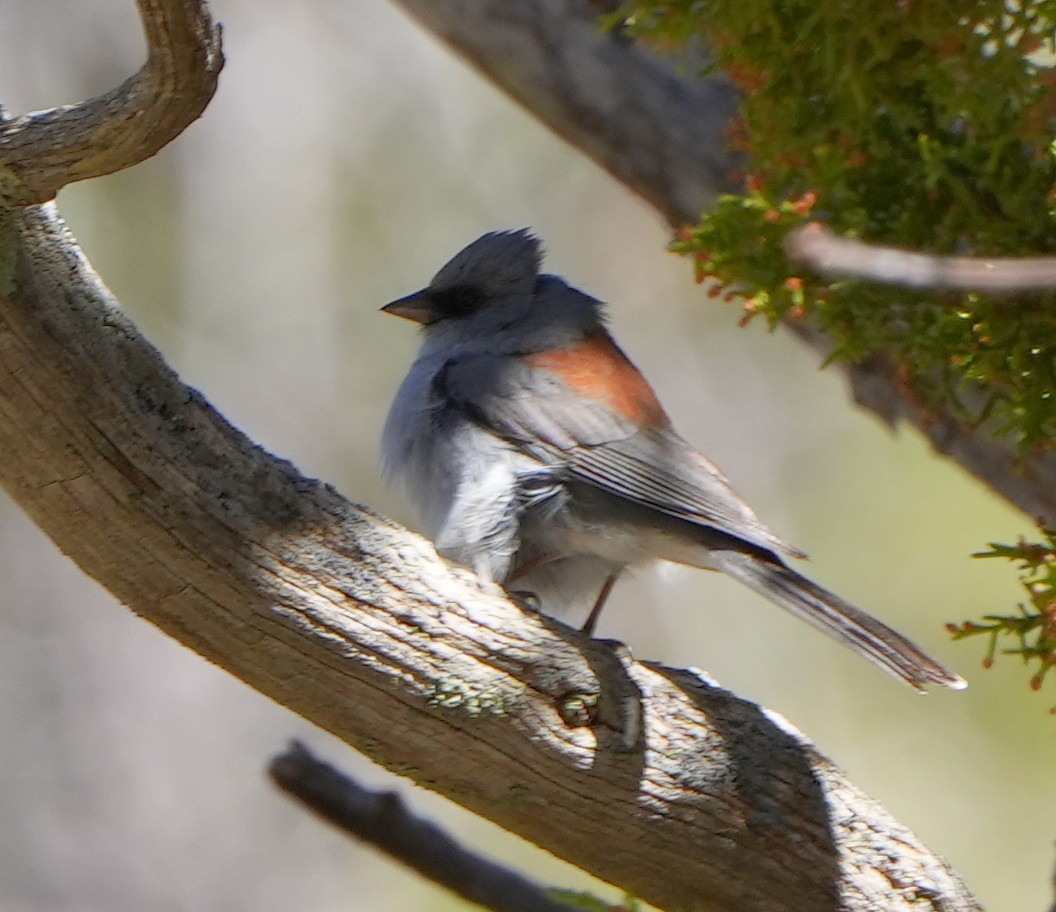 Junco Ojioscuro - ML617662463