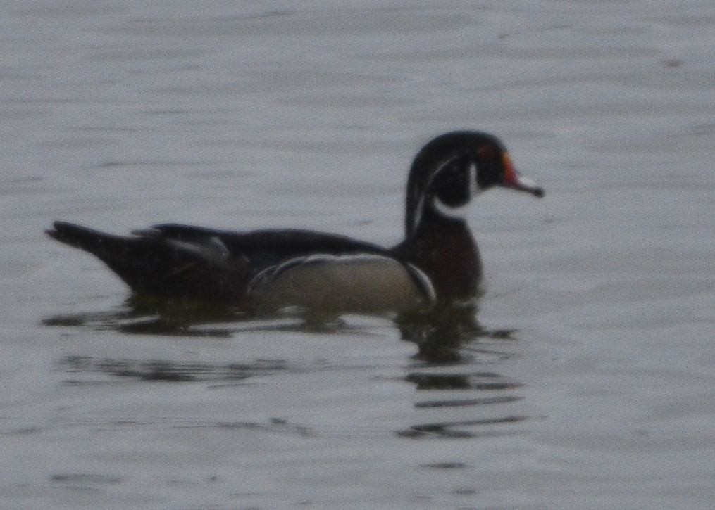 Wood Duck - ML617662479