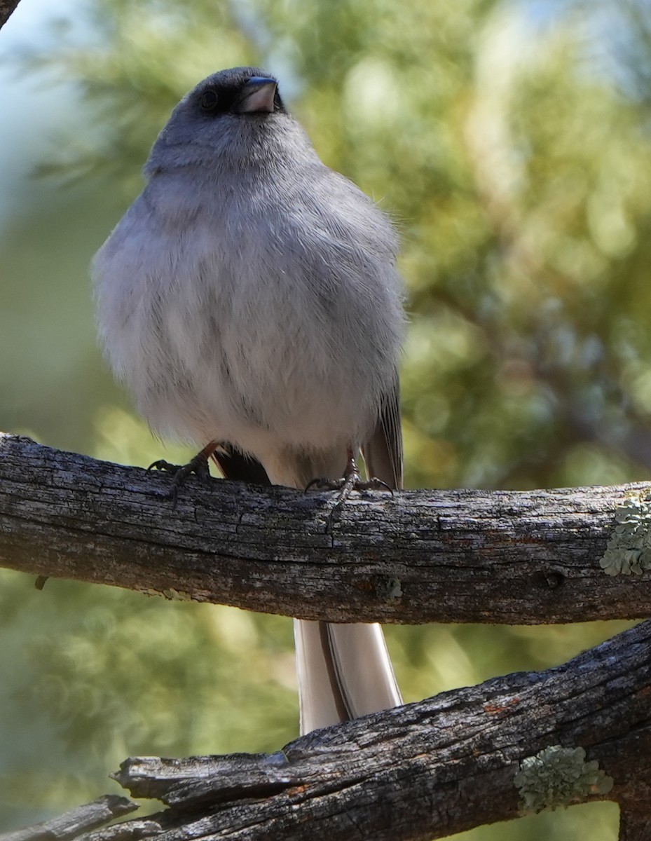 Junco Ojioscuro - ML617662484