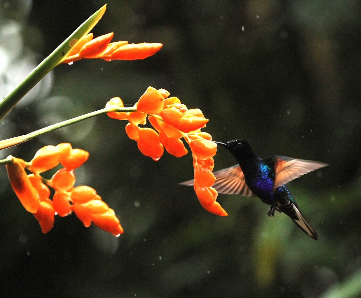 kolibřík hyacintový - ML617662487