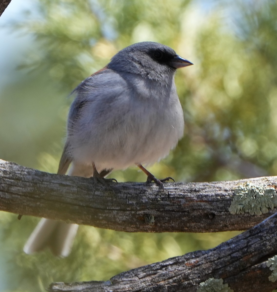 Junco Ojioscuro - ML617662492