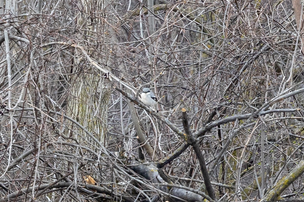 Loggerhead Shrike - ML617662494