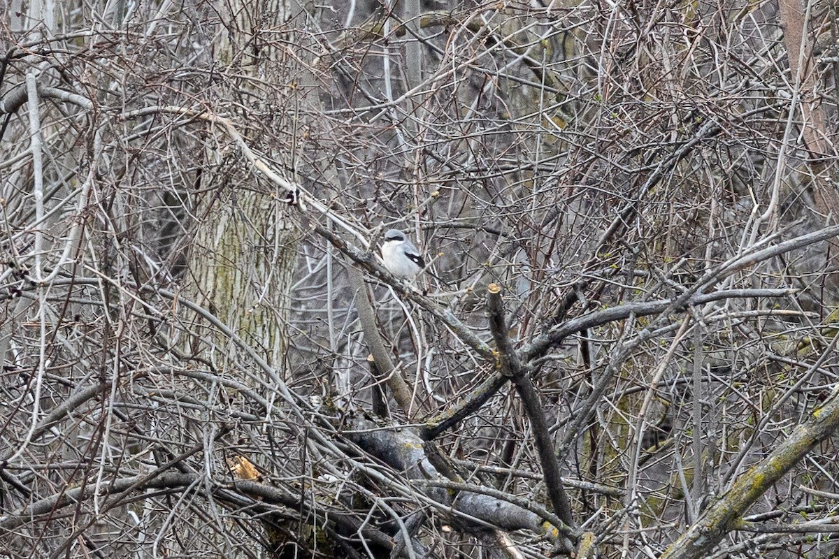 Loggerhead Shrike - ML617662495