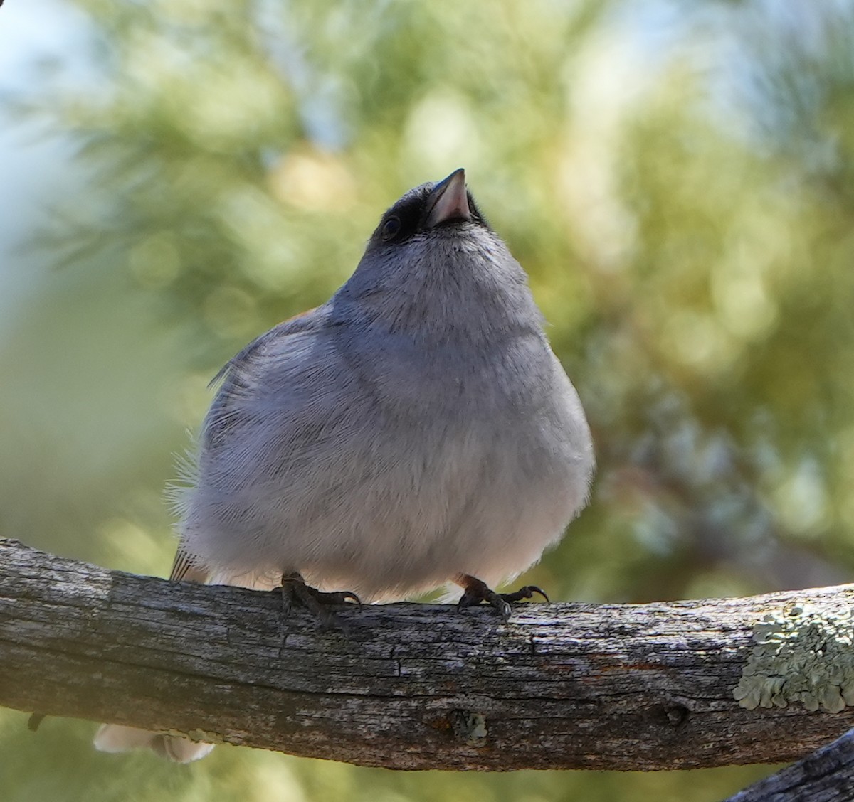 Dark-eyed Junco - ML617662501