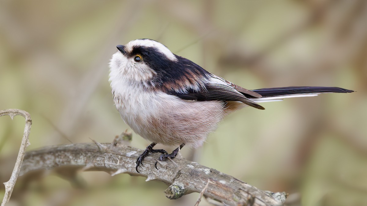 Long-tailed Tit (europaeus Group) - SONER SABIRLI