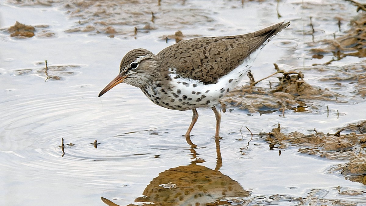 Spotted Sandpiper - Craig Becker