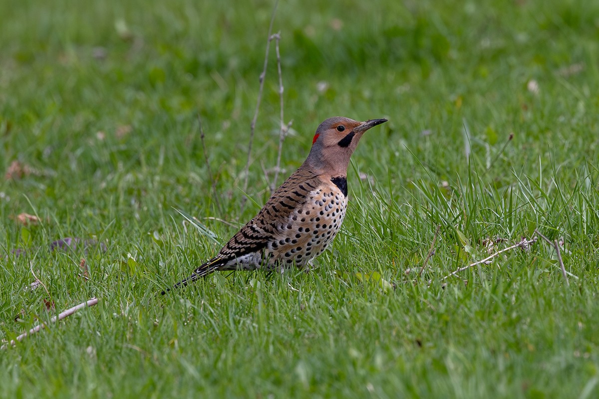 Northern Flicker - ML617662521