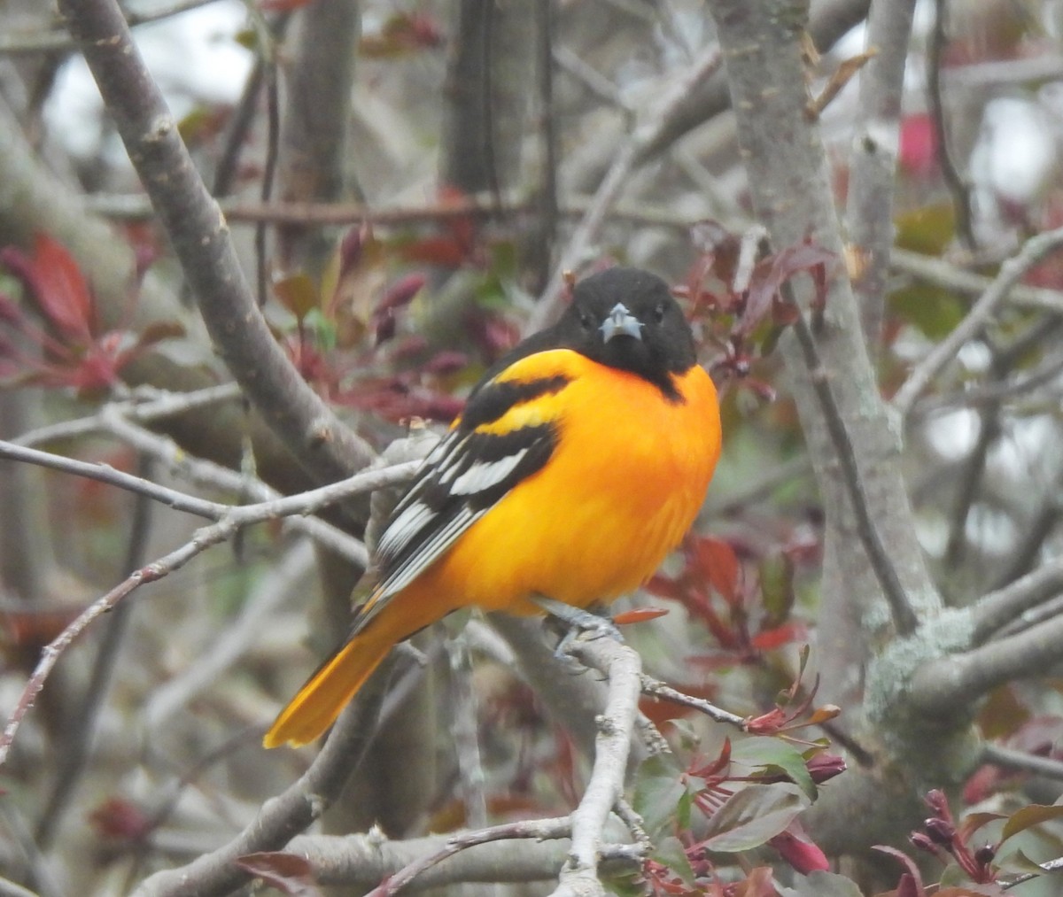 Oriole de Baltimore - ML617662529