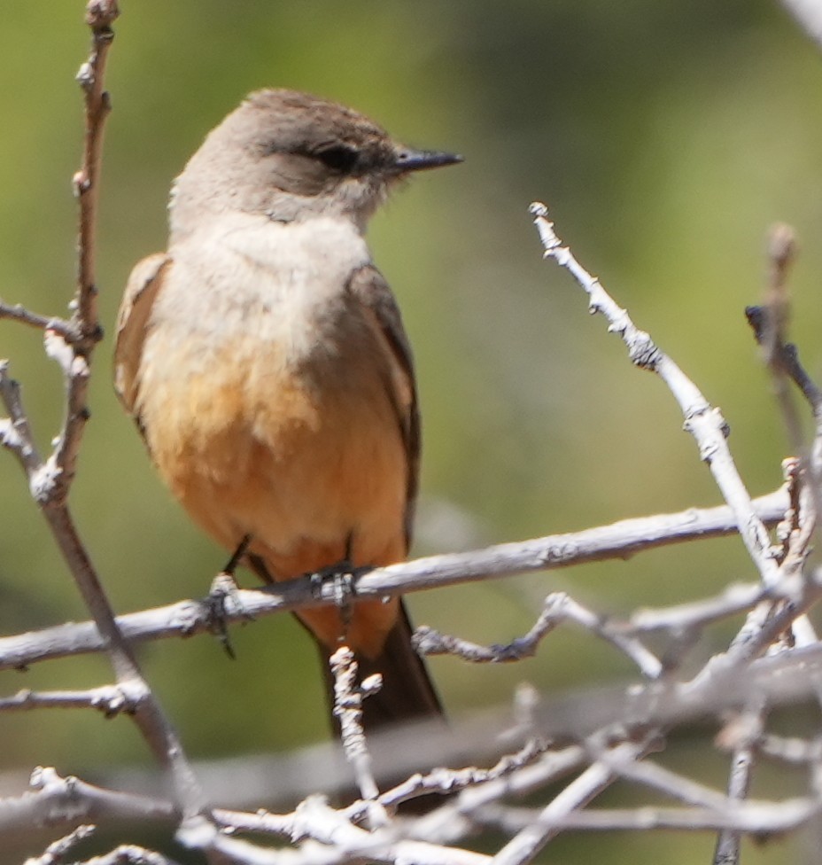 Say's Phoebe - ML617662538