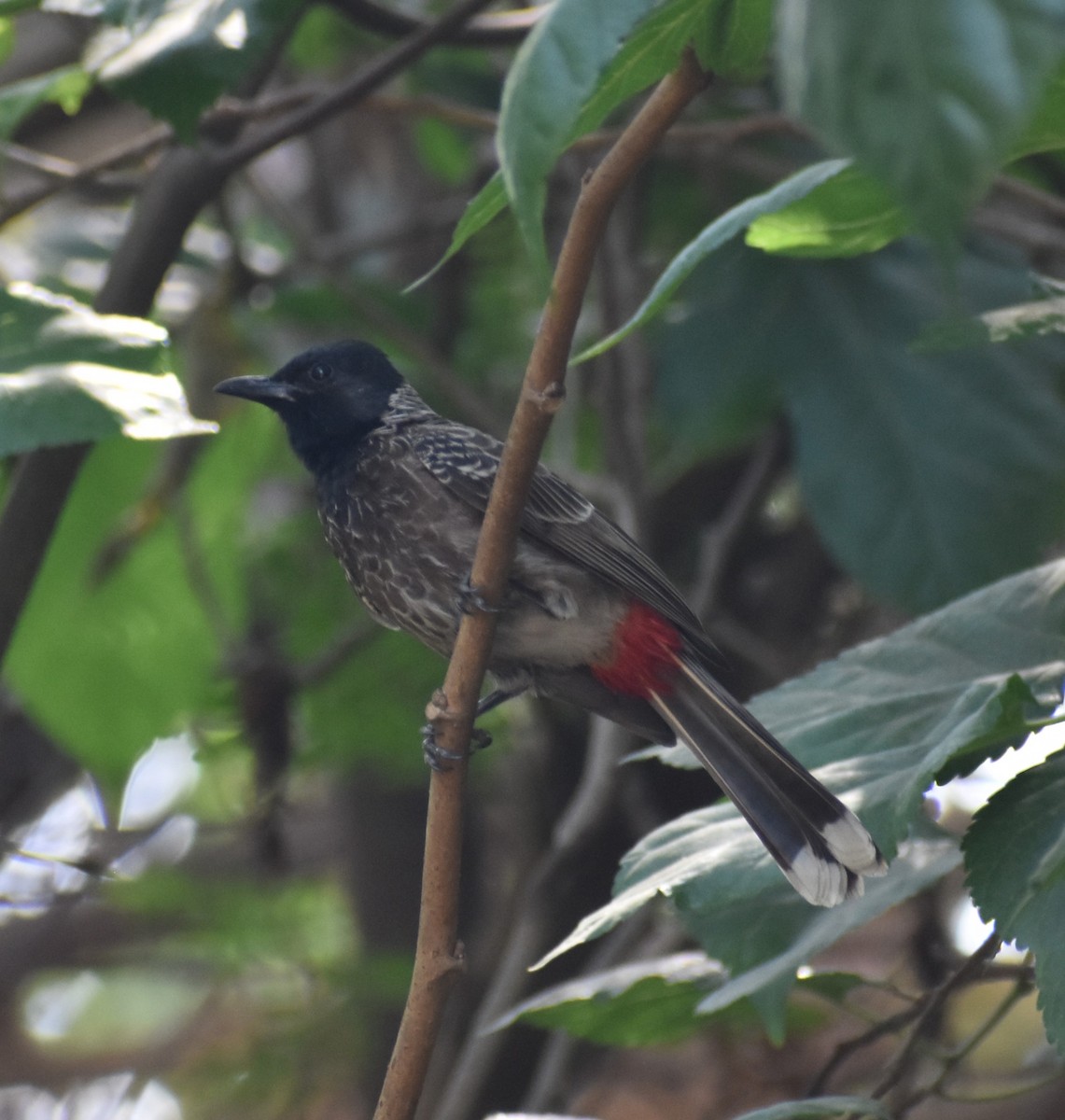 Red-vented Bulbul - ML617662565