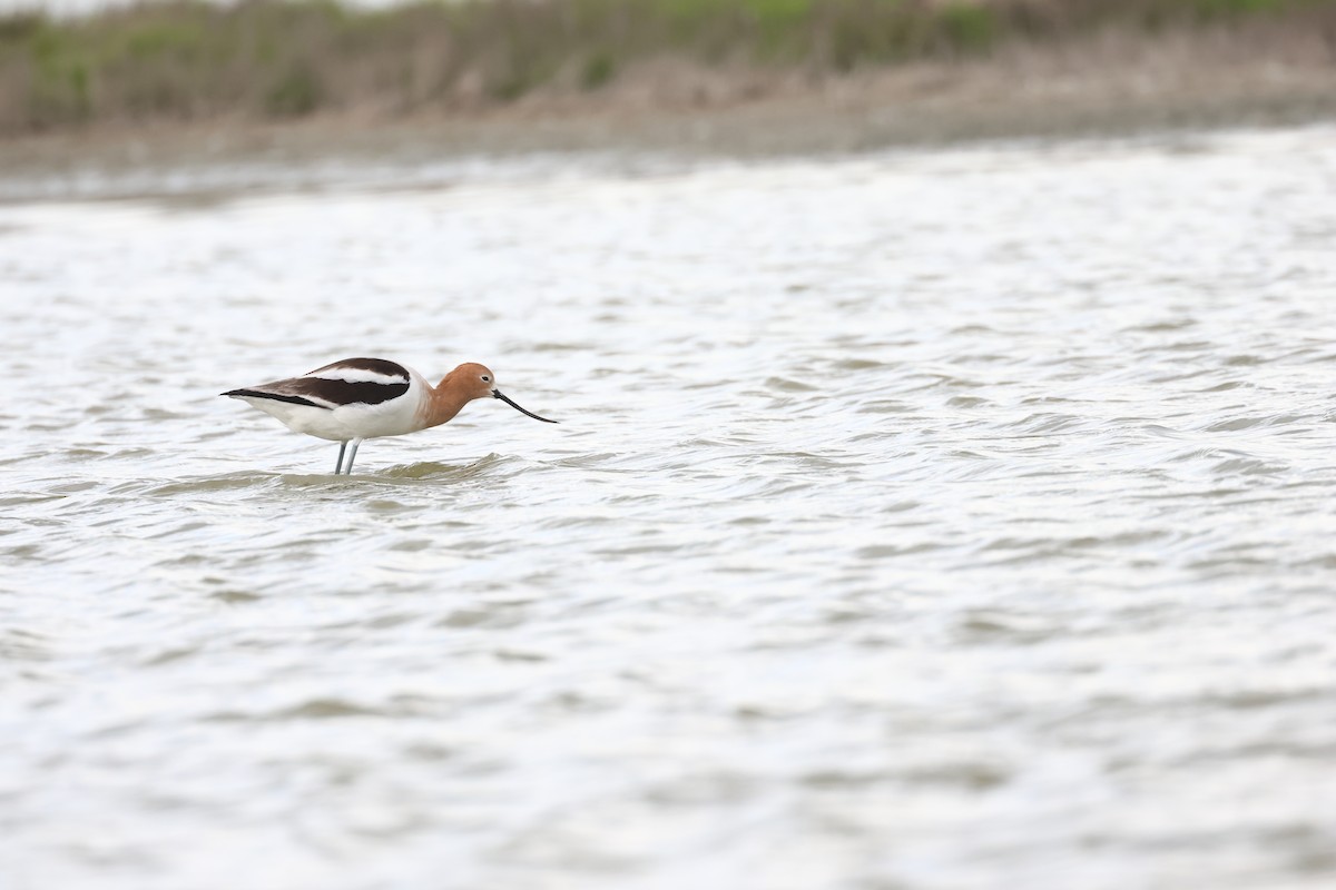 Avocette d'Amérique - ML617662588